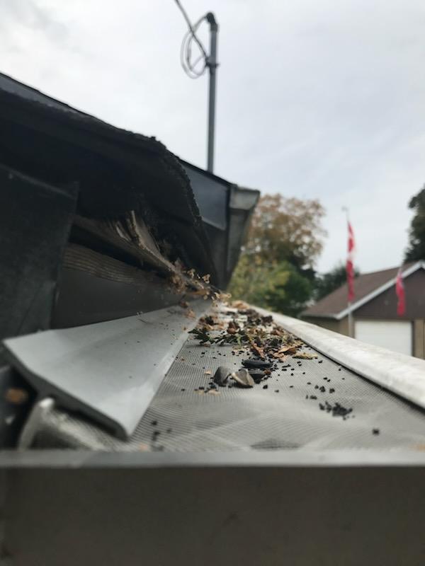 Debris and pine needles piled on a reverse-curve gutter helmet